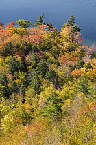 Deciduous forest and pond in autumn, Jordan Pond, Mount Desert Island, Acadia National Park, Maine