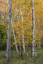 Paper Birch (Betula papyrifera) trees in autumn, Acadia National Park, Maine