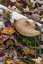 Birch Bracket (Piptoporus betulinus) mushroom on Paper Birch (Betula papyrifera) log, Acadia National Park, Maine