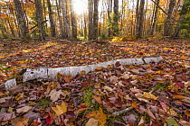 Paper Birch (Betula papyrifera) log and leaves in autumn, Acadia National Park, Maine