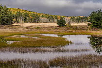 Wetland and meadow, New Mills Meadow Pond, Acadia National Park, Maine