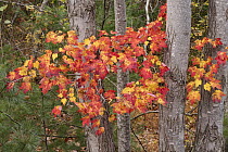 Sugar Maple (Acer saccharum) leaves in autumn, Acadia National Park, Maine