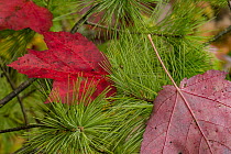 Red Maple (Acer rubrum) leaves in autumn, Acadia National Park, Maine