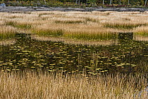 Pond and reeds, Acadia National Park, Maine