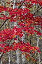 Sugar Maple (Acer saccharum) leaves in autumn, Acadia National Park, Maine