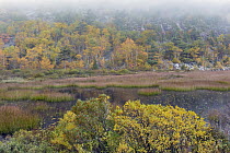Pond and deciduous forest in fog in autumn, Acadia National Park, Maine