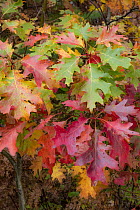 Northern Red Oak (Quercus rubra) leaves in autumn, Acadia National Park, Maine