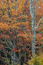Sugar Maple (Acer saccharum) trees in autumn, Acadia National Park, Maine