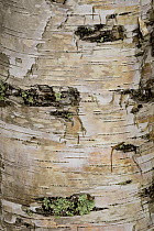 Paper Birch (Betula papyrifera) bark, Acadia National Park, Maine