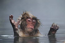 Japanese Macaque (Macaca fuscata) juvenile raising hands out of hot spring, Jigokudani, Nagano, Japan