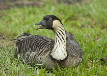 Nene (Branta sandvicensis) goose calling, Wailoa River State Recreation Area, Big Island, Hawaii