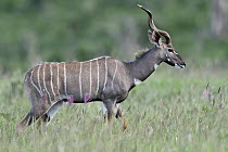 Lesser Kudu (Tragelaphus imberbis) buck, Tsavo East National Park, Kenya