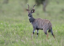Lesser Kudu (Tragelaphus imberbis) buck, Tsavo East National Park, Kenya