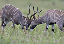 Lesser Kudu (Tragelaphus imberbis) bucks fighting, Tsavo East National Park, Kenya