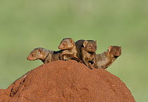 Dwarf Mongoose (Helogale parvula) group on termite mound, Tsavo East National Park, Kenya