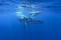 Humpback Whale (Megaptera novaeangliae) mother with four day old calf, Tonga