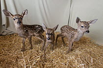 Mule Deer (Odocoileus hemionus) three day old orphaned fawns, Kindred Spirits Fawn Rescue, Loomis, California