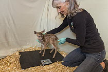 Mule Deer (Odocoileus hemionus) conservationist, Diane Nicholas, weighing three day old fawn, Kindred Spirits Fawn Rescue, Loomis, California