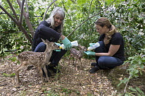 Mule Deer (Odocoileus hemionus) conservationist, Diane Nicholas, and volunteer bottle feeding three day old orphaned fawns, Kindred Spirits Fawn Rescue, Loomis, California