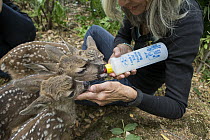 Mule Deer (Odocoileus hemionus) conservationist, Diane Nicholas, bottle feeding three day old orphaned fawns, Kindred Spirits Fawn Rescue, Loomis, California