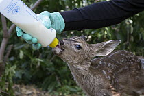 Mule Deer (Odocoileus hemionus) conservationist, Diane Nicholas, bottle feeding three day old orphaned fawn, Kindred Spirits Fawn Rescue, Loomis, California