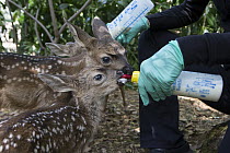 Mule Deer (Odocoileus hemionus) conservationist, Diane Nicholas, bottle feeding three day old orphaned fawns, Kindred Spirits Fawn Rescue, Loomis, California