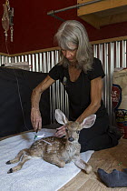 Mule Deer (Odocoileus hemionus) conservationist, Diane Nicholas, treating two week old fawn hit by car, Kindred Spirits Fawn Rescue, Loomis, California