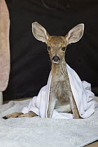 Mule Deer (Odocoileus hemionus) two week old orphaned fawn that was hit by car, Kindred Spirits Fawn Rescue, Loomis, California