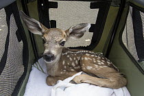 Mule Deer (Odocoileus hemionus) one week old orphaned fawn in rescue carrier, Kindred Spirits Fawn Rescue, Loomis, California