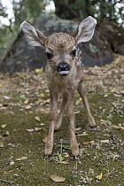 Mule Deer (Odocoileus hemionus) one day old orphaned fawn learning how to walk, Kindred Spirits Fawn Rescue, Loomis, California