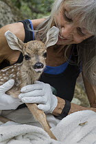 Mule Deer (Odocoileus hemionus) conservationist, Diane Nicholas, holding one day old orphaned fawn, Kindred Spirits Fawn Rescue, Loomis, California