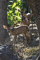 Mule Deer (Odocoileus hemionus) six week old orphaned fawns, Kindred Spirits Fawn Rescue, Loomis, California