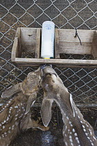 Mule Deer (Odocoileus hemionus) six week old orphaned fawns bottle feeding, Kindred Spirits Fawn Rescue, Loomis, California
