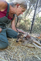 Mule Deer (Odocoileus hemionus) veterinarian examining three week old orphaned fawn, Kindred Spirits Fawn Rescue, Loomis, California