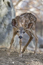 Mule Deer (Odocoileus hemionus) two month old orphaned fawn, Kindred Spirits Fawn Rescue, Loomis, California