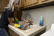 Mule Deer (Odocoileus hemionus) conservationist, Diane Nicholas, bathing ten day old orphaned fawn, Kindred Spirits Fawn Rescue, Loomis, California