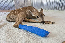 Mule Deer (Odocoileus hemionus) ten day old fawn with broken leg, Kindred Spirits Fawn Rescue, Loomis, California