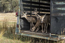 Mule Deer (Odocoileus hemionus) four month olds being released after being rehabilitated by Kindred Spirits Fawn Rescue, Grass Valley, California