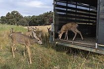 Mule Deer (Odocoileus hemionus) four month olds being released after being rehabilitated by Kindred Spirits Fawn Rescue, Grass Valley, California