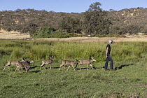 Mule Deer (Odocoileus hemionus) conservationist, Diane Nicholas, releasing four month olds after being rehabilitated by Kindred Spirits Fawn Rescue, Grass Valley, California