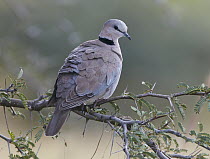 Ring-necked Dove (Streptopelia capicola), Bwabwata National Park, Namibia