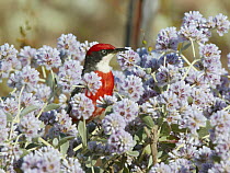 Crimson Chat (Epthianura tricolor) male in flowers, Cue, Western Australia, Australia