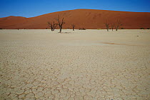 Camelthorn Acacia (Acacia erioloba) dead trees in desert, Sossusvlei Dunes, Namib-Naukluft National Park, Namibia