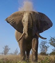 African Elephant (Loxodonta africana) dust bathing, Nxai Pan National Park, Namibia