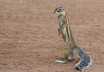 Cape Ground Squirrel (Xerus inauris) on alert, Spitzkoppe, Damaraland, Namibia