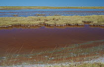 Salt pans with water, Makgadikgadi Pan, Botswana