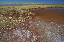 Salt pans with water, Makgadikgadi Pan, Botswana