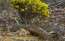 Numbat (Myrmecobius fasciatus) mother carrying young at burrow, Brookton, Western Australia, Australia