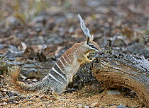 Numbat (Myrmecobius fasciatus) female at burrow, Brookton, Western Australia, Australia
