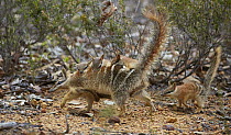 Numbat (Myrmecobius fasciatus) mother carrying young, Brookton, Western Australia, Australia